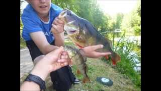 peche de la perche et du black bass a soustons [upl. by Lednar554]