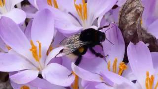 Frühling Hummel bestäubt Krokusse [upl. by Edualc67]