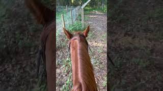 It’s so peaceful outside ❤️ horse horseriding horses equestrian [upl. by Pantia]