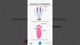 Difference between Ascospores and Basidiospores [upl. by Hike637]