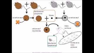 SVT  cours Localisation de linformation génétique [upl. by Kern]