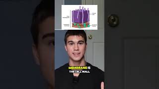 What are the Characteristics of GramPositive Bacteria microbiology microbiologyclass science [upl. by Nosneb]