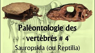 Paléontologie des vertébrés 4 Sauropsida ou Reptilia [upl. by Lubow839]