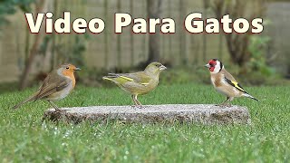 Videos Para Gatos  Hermoso pajaros para gatos [upl. by Yesmar]