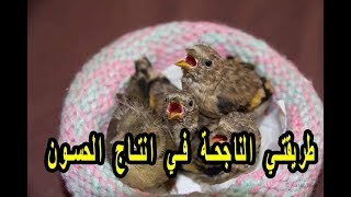 طريقتي المعتمدة خلال 16 سنة والحمد لله فعالة جداً انتاج الحسون بالاقفاص [upl. by Rusty]