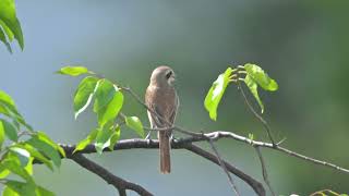 Brown Shrike at Simpang Kiri Park Connector Dec 6 2024 [upl. by Ansilme]