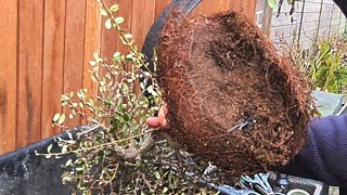 Repotting a pot bounded Cotoneaster [upl. by Isborne]