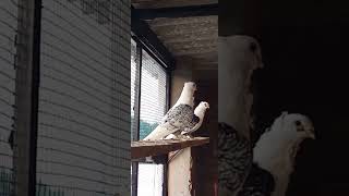 Butterfly satinette pigeon yutubeshort pigeoncare [upl. by Rudolfo791]