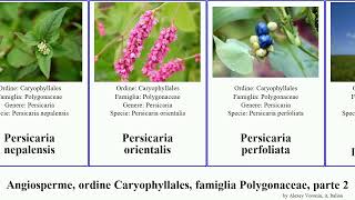 Angiosperme ordine Caryophyllales famiglia Polygonaceae parte 2 persicaria polygonella rumex [upl. by Sral]