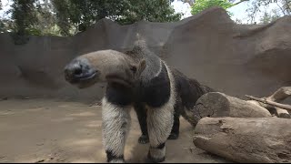 Giant Anteaters Looks Can Be Deceiving [upl. by Thury]