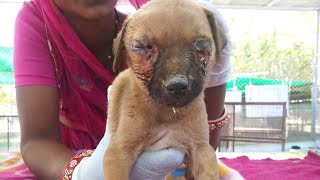 Puppy nearly blinded with maggots in his eyes rescuedwatch til end [upl. by Sairu]