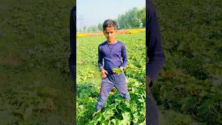 भिंडी के साथ कौनसी सब्जी की फसल लगाएं  okra plant multicropping kheerakikheti [upl. by Adaurd]