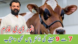 imported Cows With Record For sale At Anwer Dairy  Best imported cows [upl. by Cirted]