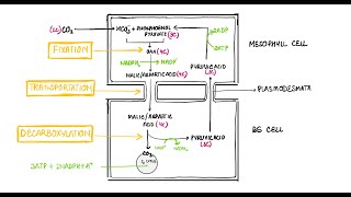 Photosynthesis Part 4 I C4 Cycle I Kranz Anatomy I Life Processes I Nutrition In Plants I Biology [upl. by Ries89]