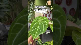 Anthurium Crystallinum before and after from March 2024 to August 2024 anthurium [upl. by Einahpehs]