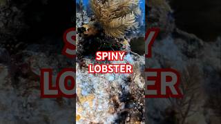 Spiny Lobster [upl. by Tray]