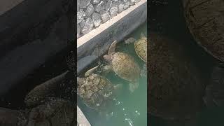 Cayman Turtle Centre Sea Turtles WaterworldWondersr6d [upl. by Adnilem]