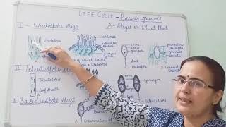 Puccinia graminis Life Cycle Stages on Wheat plant [upl. by Anay]