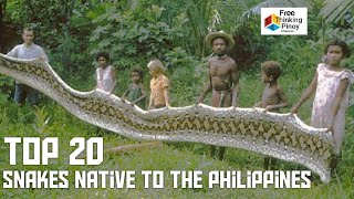 20 SPECIES NG AHAS NA MAKIKITA SA PILIPINAS  Top 20 Snakes Native to Philippines [upl. by Forcier]