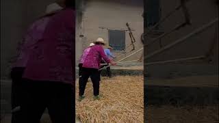 In the inaccessible mountainous areas people use traditional methods to harvest wheat [upl. by Ekalb]