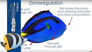 Aquarium Salinity How to Measure and Why Its Important [upl. by Llemor]