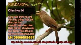 Chim Họa Mi Mái Xùy  web hoichimcanhcom [upl. by Cirde681]