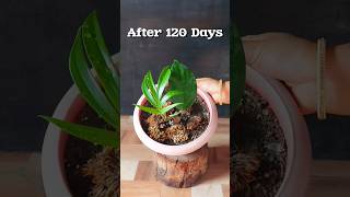 Propagating Rhaphidophora Decursiva Dragon Tail Plant Cuttings in Soil 120Day Growth Update [upl. by Saenihp]