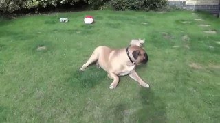 Bullmastiff playing with tiny French Bulldog puppy [upl. by Hearsh844]