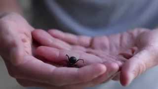 FREE HANDLING A BLACK WIDOW [upl. by Buzzell]