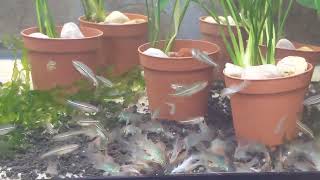 Danio nigrofasciatus and Green aeneus Corydoras [upl. by Esetal]