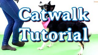 Catwalk Tutorial  Pfoten überkreuz laufen lernen  JJ Trickdogjunkies [upl. by Ahsinal]