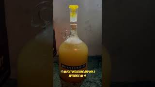 Day 2 Post degassing and day 2 nutrients ￼mead diy shorts honey fall bee flowers hobby [upl. by Aik398]