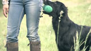 Eli  Flatcoated Retriever Super Slowmotion [upl. by Maxentia768]