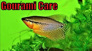 Gourami care guide for beginners  Gourami gender feeding breeding gouramis and gourami fry care [upl. by Zebedee922]