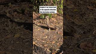 So Awkward curlew curlews australia australiananimals aussie australianbirds birding birds [upl. by Jedthus]