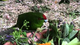 Feeding Kakariki meens to give small amounts of a lot [upl. by Hay]