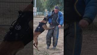 Police Dog Training GUARDODESSA Malinois Attack Odessa Ukraine [upl. by Nitram]