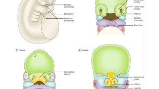 development of Face Nose amppalate [upl. by Lraed]