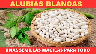 Beneficios de las alubias blancas este es el poder de las ALUBIAS BLANCAS PARA LA SALUD [upl. by Ahsenav391]