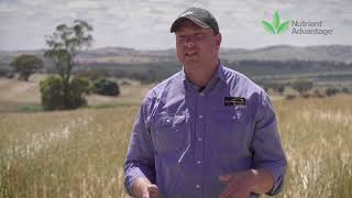 Incitec Pivot Fertilisers Flexible phosphorous strategies in canola to optimise establishment [upl. by Jenkins525]