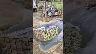 Rinsing romaine lettuce for freshness process [upl. by Chen]