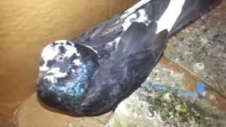 Newcastle disease TransmissionPreventionSymptoms [upl. by Tnert]