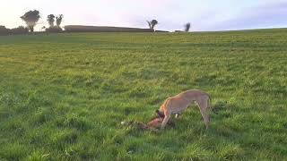 Foxing with lurchers day time [upl. by Kirk408]