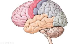 zenuwstelsel deel 1 inleiding en cerebrum [upl. by Silevi]