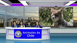 Los animales de Chile [upl. by Isbella518]