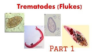 Trematodes  Intro schistosoma microbiology trematode pathology [upl. by Eupheemia]