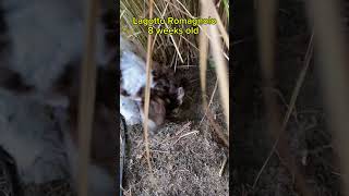 Lagotto Romagnolo Puppy loves digging holes lagottoromagnolo puppy digging [upl. by Airamas]