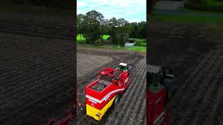 grimme evo se fendt 724 936 kartoffel knollen potato dji drohne ernte harvest viral [upl. by Aliuqaj]