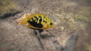 Pseudetroplus maculatus Orange Chromide in the wild [upl. by Eelarual]