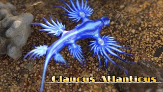 Glaucus Atlanticus [upl. by Aleacin963]